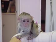 Adorable baby capuchin and marmoset monkeys