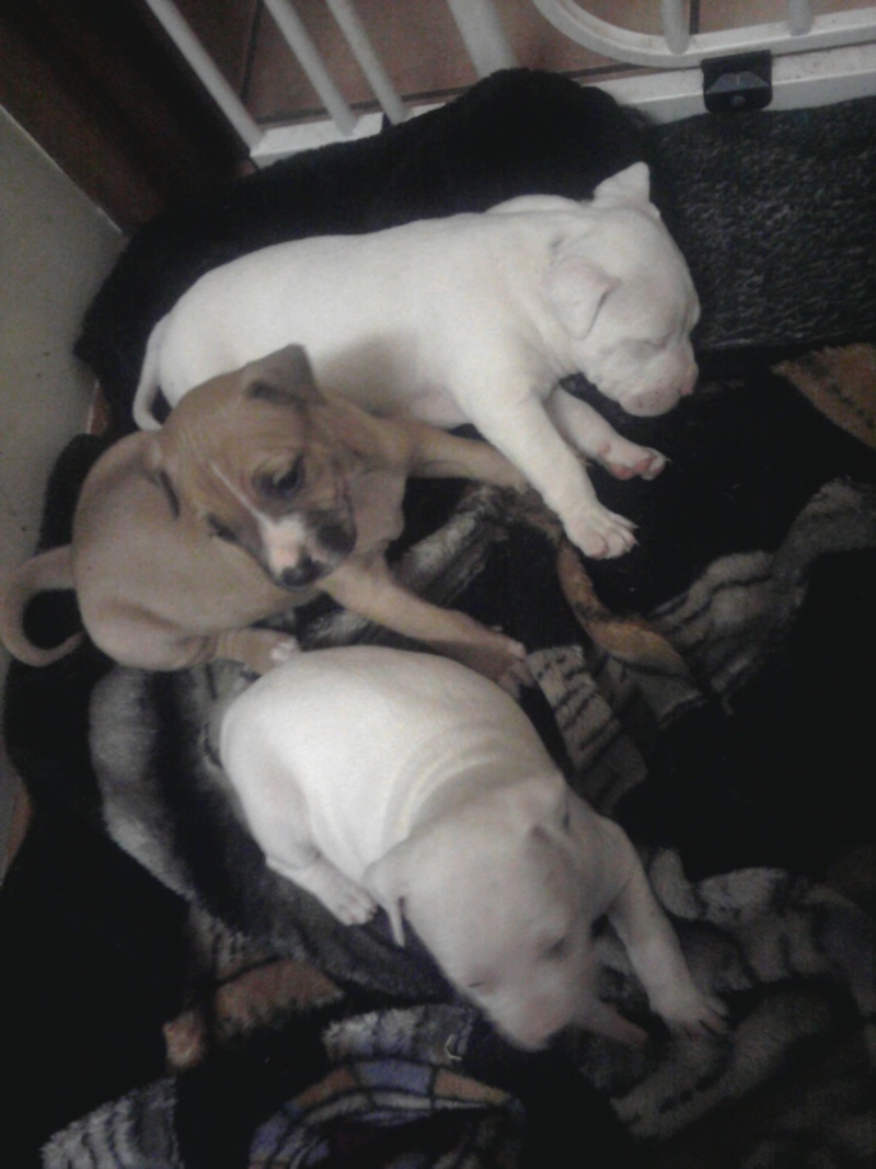 Staffy x bull mastiff bull terrier pups Toowoomba Dogs for sale