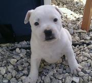 purebred staffy pups