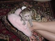    Adorable baby capuchin and marmoset monkeys ready for good homes