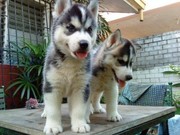 Siberian Husky Puppies For Re Homing