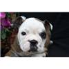 Beautiful english Bulldog Puppies For Adoption