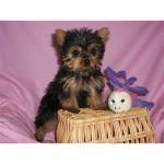 Adorable Teacup Yorkie Puppies Available For Adoption
