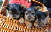Tea Cup Yorkies puppies For Free Re Homing