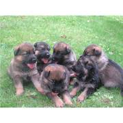   Cute and healthy German Shepherd puppies needs a home