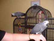 hand raised birds and eggs for sale 