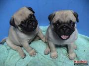 nice male and female pug puppies