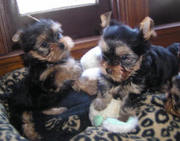 AKC Registered Yorkie puppies for Re-homing