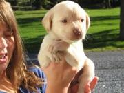 Affectionate baby female Labrador puppy available for sale to any.